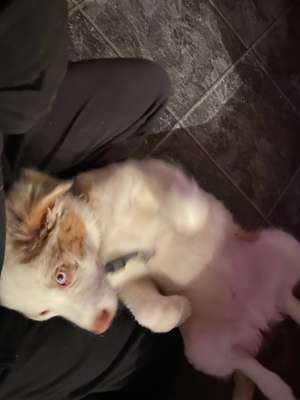 Lustigsten Grimassen von euren Hunden-Beitrag-Bild