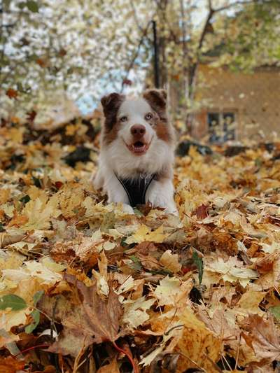 Fotochallenge Nr 55  -  Hund im November--Beitrag-Bild