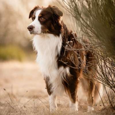 Hundetreffen-Trainings- & Socialwalk-Partner gesucht-Bild
