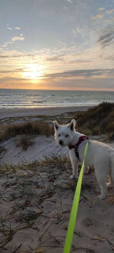 Hundetreffen-Gassirunde-Bild