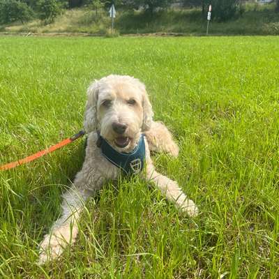 Hundetreffen-Gassirunden inklusive Training-Bild