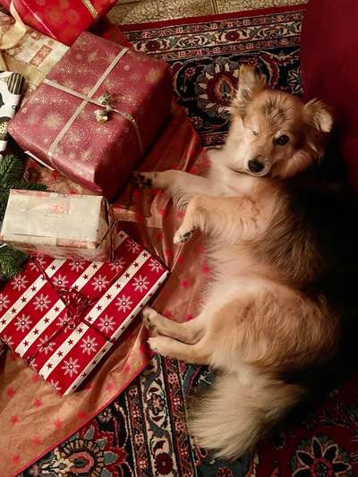 Dogorama Photo Challenge - Bescherung-Beitrag-Bild