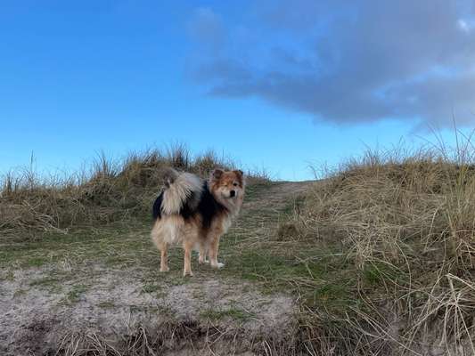 Wer von euch hat ein Islandhund ?-Beitrag-Bild