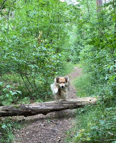 61. Handyfotochallenge - der springende Hund-Beitrag-Bild