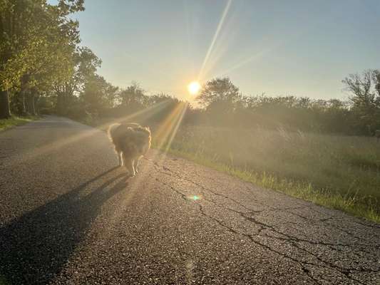 Die Dogorama Wochen Challenge-Beitrag-Bild