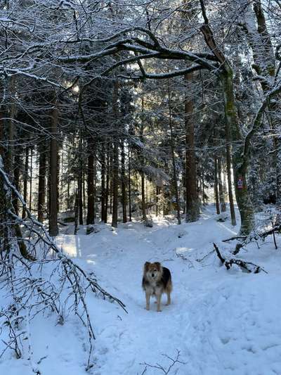 Wald Bild-Beitrag-Bild