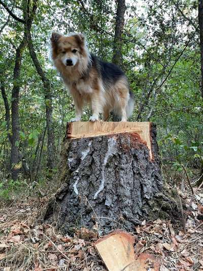 4 Rassen oder mehr :P-Beitrag-Bild