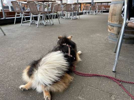 Impulskontrolle Challenge Nr.: 7
         "Gesellschaftsfähig"-Beitrag-Bild