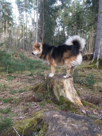 Fotochallenge No. 26                                     Wald und Wiese-Beitrag-Bild