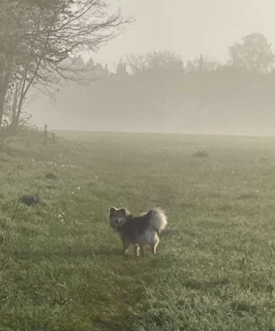 Dogorama Photo Challenge - Nebel-Beitrag-Bild