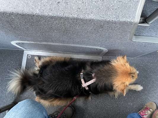 Impulskontrolle Challenge Nr.: 7
         "Gesellschaftsfähig"-Beitrag-Bild