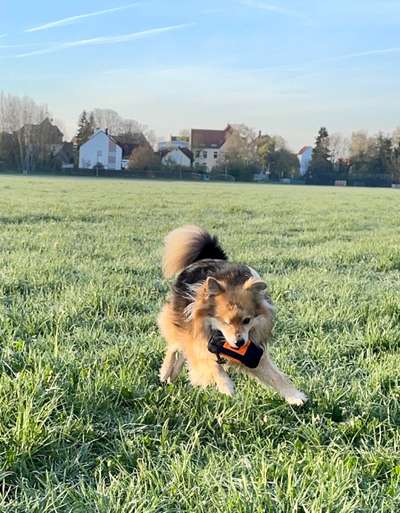 Hunde in Action-Beitrag-Bild