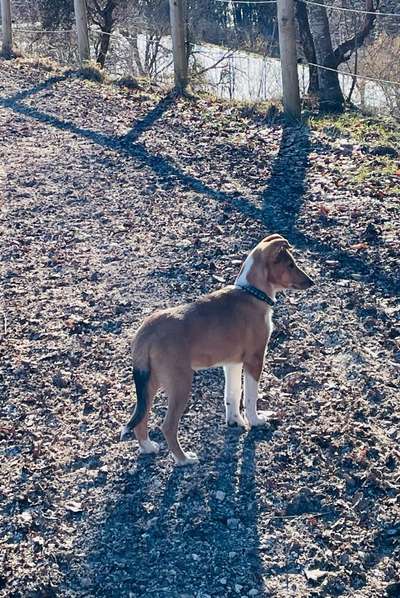 Collies gesucht-Beitrag-Bild