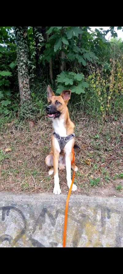 Ist das ein...?-Beitrag-Bild