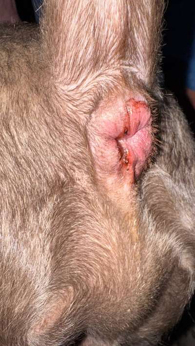 Nasser Po-Beitrag-Bild