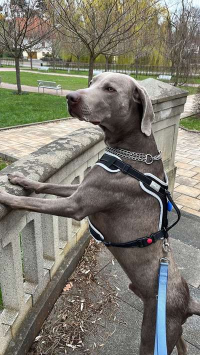 Hundetreffen-Daggelrunde-Bild