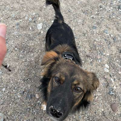 Hundetreffen-Spiel - und Trainingsgefährte gesucht in und um Rostock.-Bild