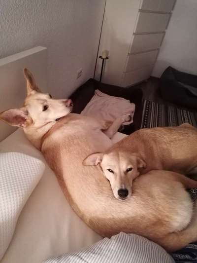 Darf der Hund bei Euch im Bett schlafen?-Beitrag-Bild