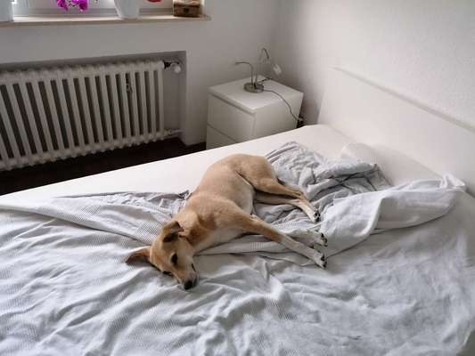 Darf der Hund bei Euch im Bett schlafen?-Beitrag-Bild