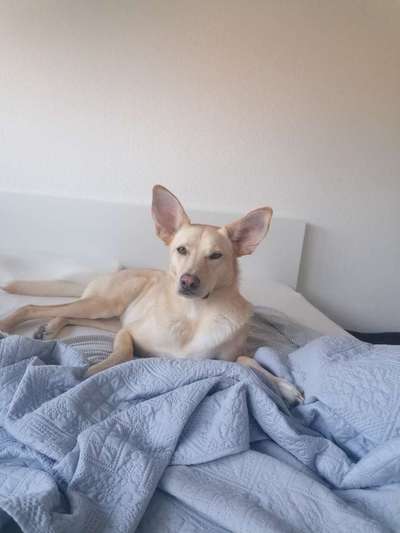 Darf der Hund bei Euch im Bett schlafen?-Beitrag-Bild