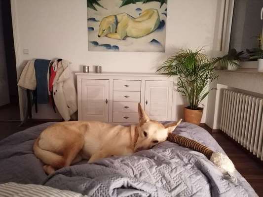 Darf der Hund bei Euch im Bett schlafen?-Beitrag-Bild