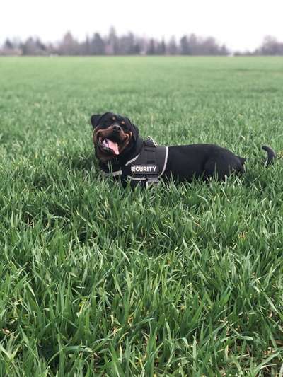 Challenge 23 : "  Euer Hund beim Frühlingserwachen "-Beitrag-Bild