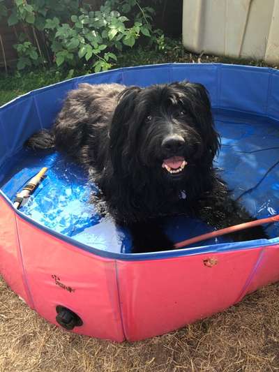 Handy Foto Challange Nr. 46  Happy Dog-Beitrag-Bild