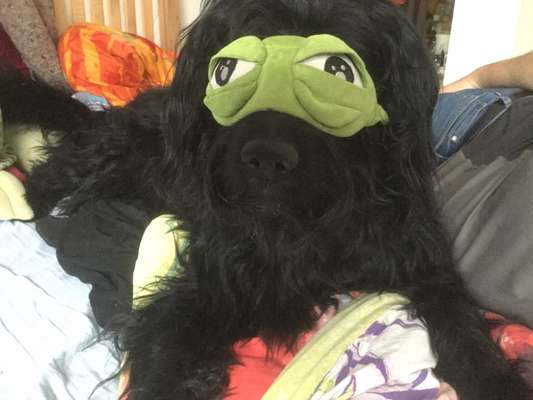 Dogorama Photo Challenge - Fail/Outtakes-Beitrag-Bild