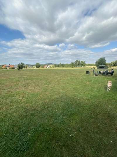 Hundetreffen-Freilaufwiese - Tierschutztreffen jeden Samstag von 15:00-17:30-Bild