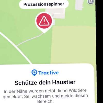 Giftköder-Eichen-Prozessionsspinner-Bild