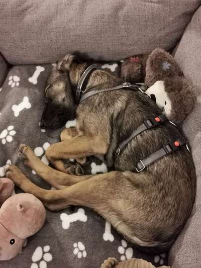 Hunde aus Griechenland-Beitrag-Bild