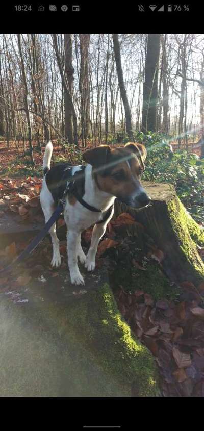 Wo sind die Jack und Parson Russell Terrier?-Beitrag-Bild