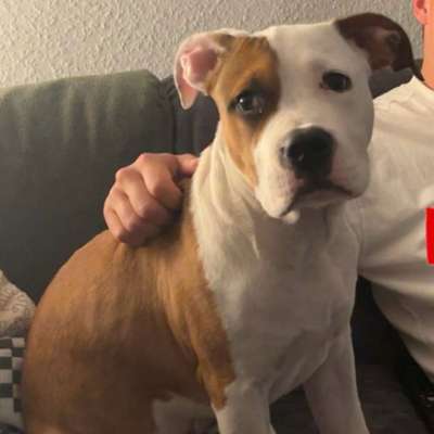 Hundetreffen-Welpentreffen in der Frohen Zukunft-Bild