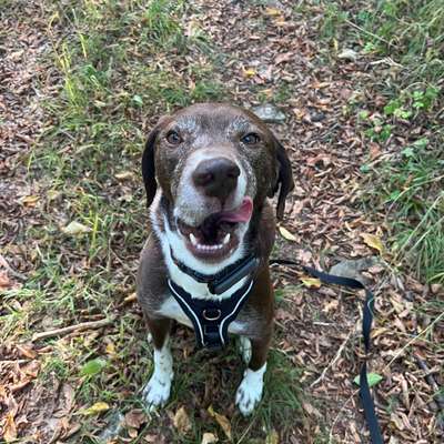 Hundetreffen-Spaziergänge/Spieltreffen-Bild