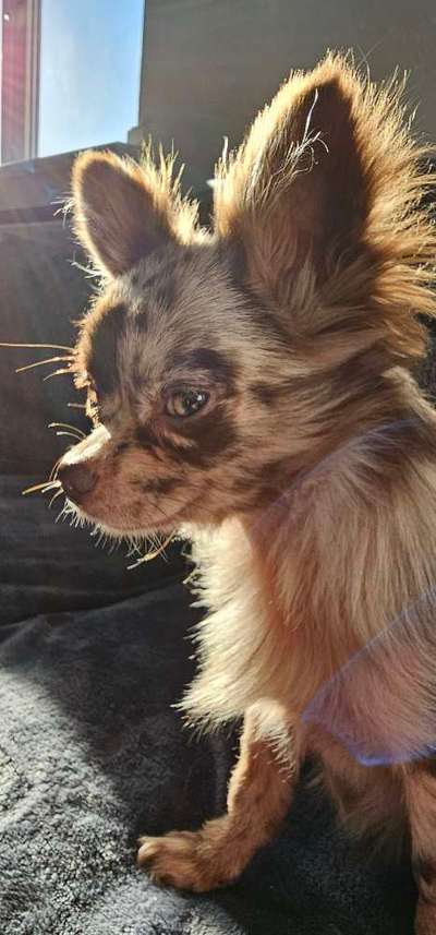 Hundetreffen-Chihuahua sucht Freunde-Bild