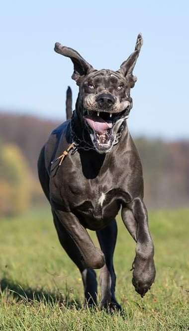 Deutsche Doggen Besitzer zeigt euch-Beitrag-Bild