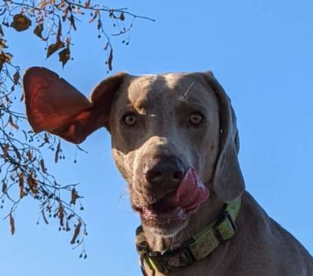 Fotosammlung: ,,Der natürliche Hund" Unbearbeitet, ungestellt und in Natura-Beitrag-Bild