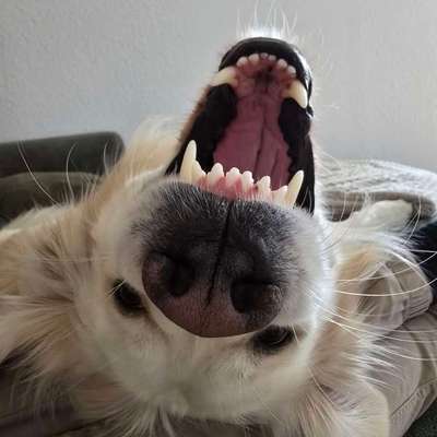 Hundetreffen-Trainingspartner gesucht-Bild
