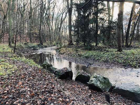 Hundeauslaufgebiet-An der Steinmühle-Bild