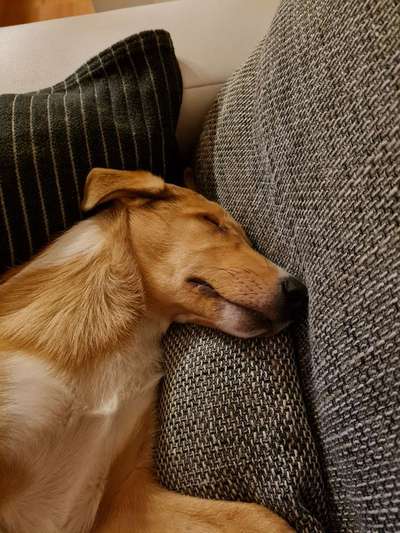 Collies gesucht-Beitrag-Bild