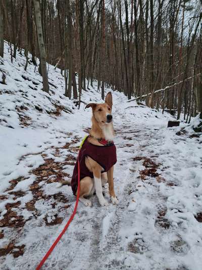 Collies gesucht-Beitrag-Bild