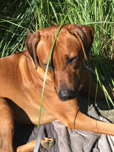 Die Dogorama Monats Challenge "Es grünt und blüht"-Beitrag-Bild