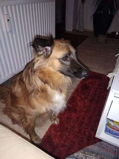 Harzer Fuchs-Beitrag-Bild