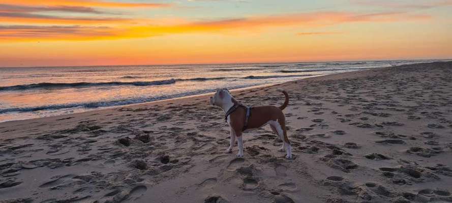 Olde English Bulldogge-Beitrag-Bild