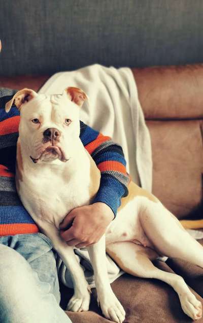 Reinrassige Hunde?-Beitrag-Bild