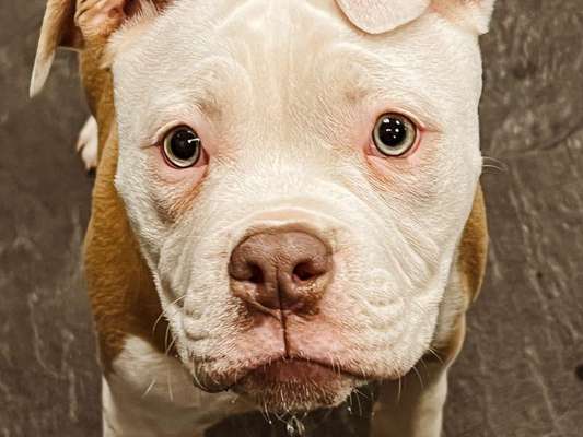 Olde English Bulldogge-Beitrag-Bild