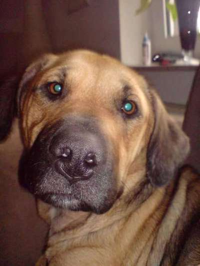 Mischlinge raten - Rätselspaß-Beitrag-Bild