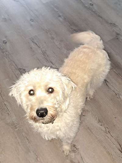 Hundetreffen-Gassi gehen und spielen-Bild