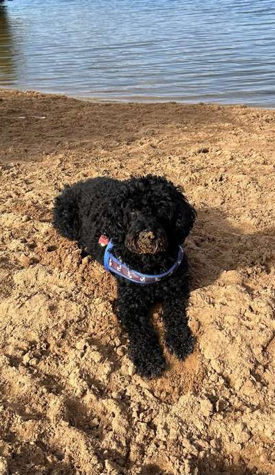 Dogorama Photo Challenge- Der Nase nach-Beitrag-Bild