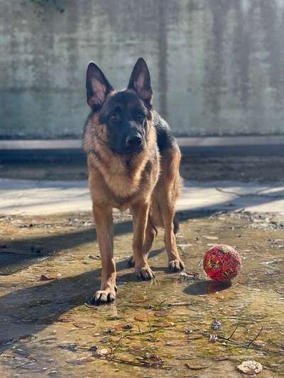 Hunderunde-Beitrag-Bild